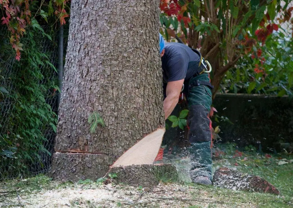 Blogs 6 tree surgery consultation
