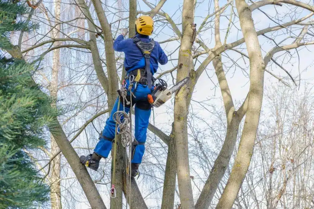 Blogs 1 Certified Tree Surgeons