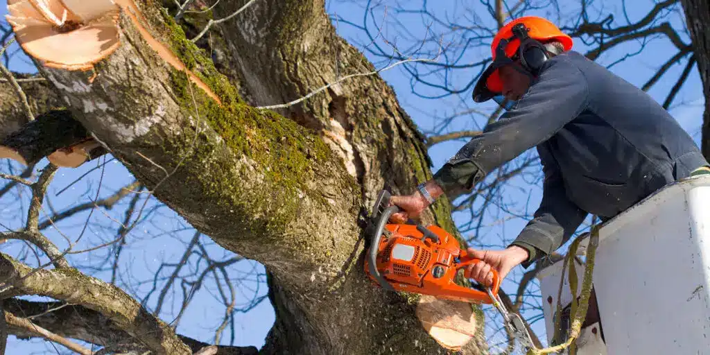 The Role of Tree Surgeons in Urban Tree Management 4 Tree Surgeons