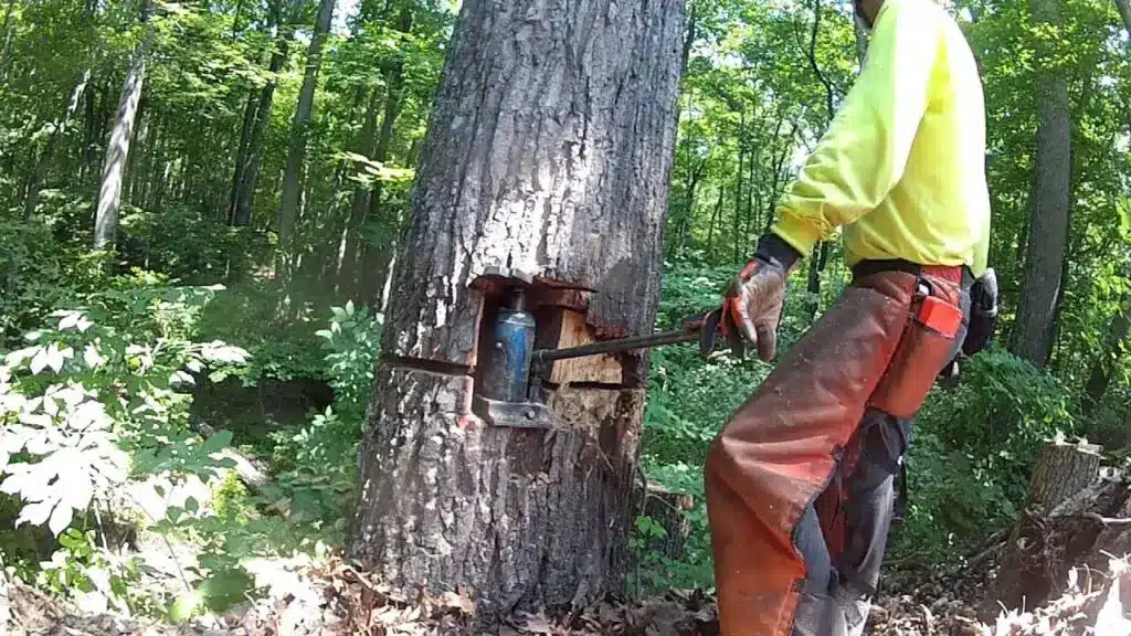 Tree Felling