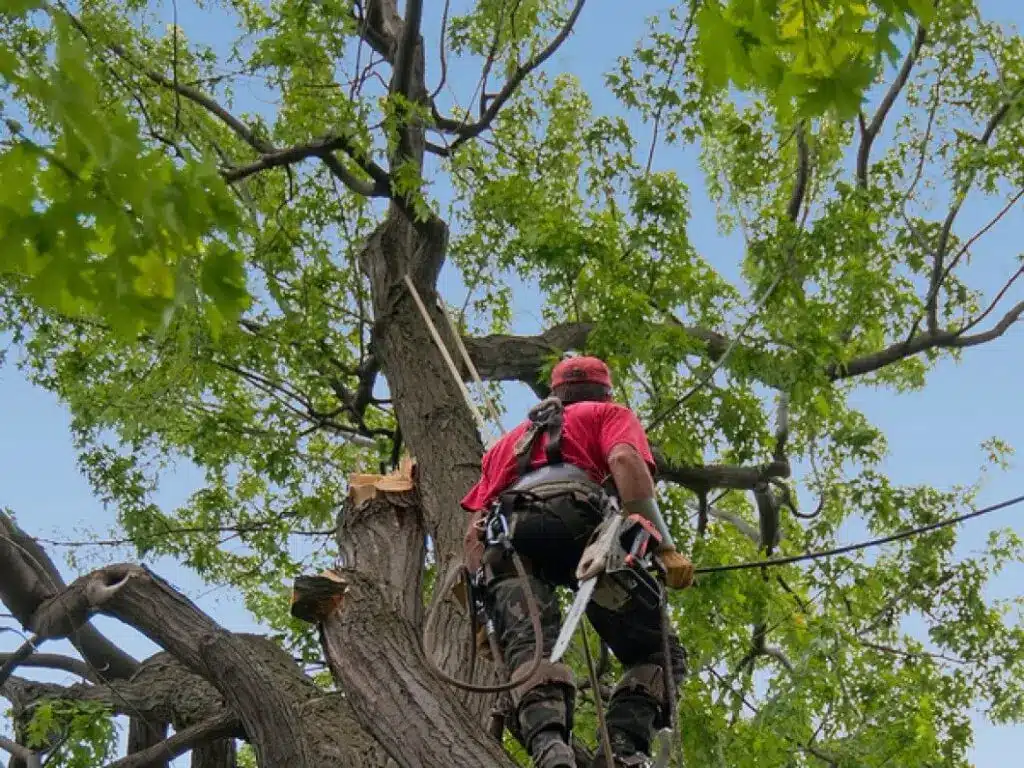 Blogs 9 Tree Removal
