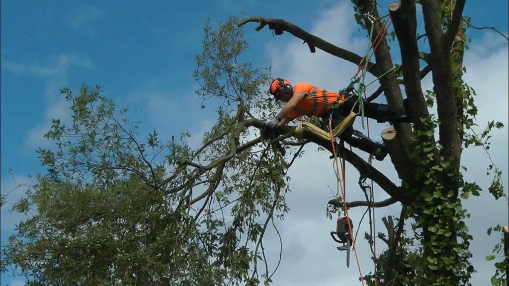 Commericial Services 12 Belfast tree surgeons