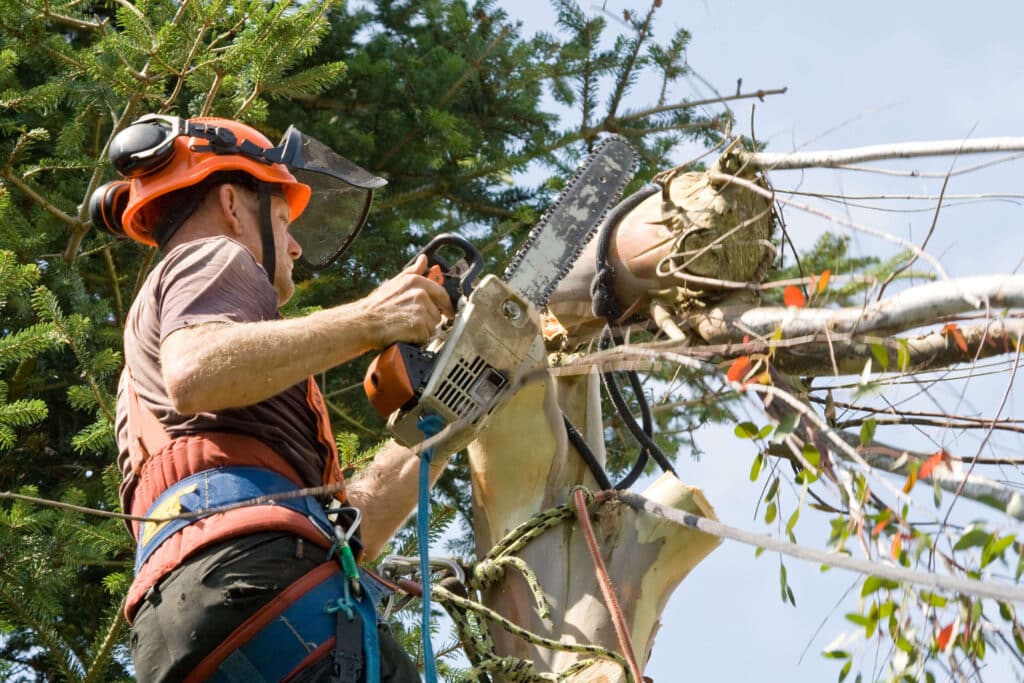 Tree Surgeon Services