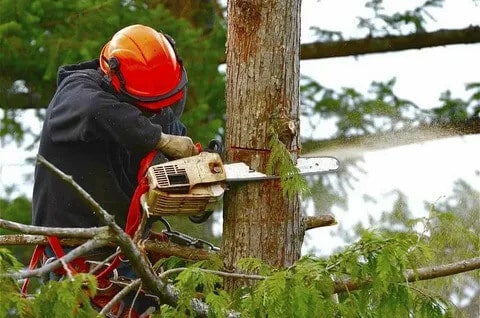 Commericial Services 9 Tree Surgery Services