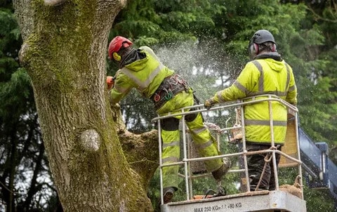 Commericial Services 8 Tree Surgery