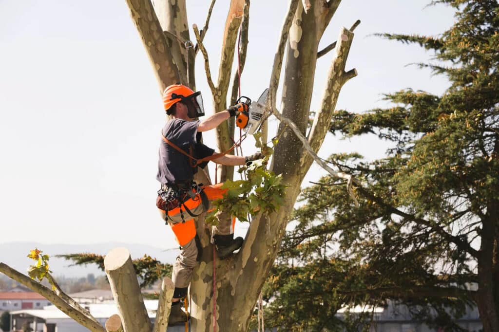 Commericial Services 11 best tree surgeon Belfast
