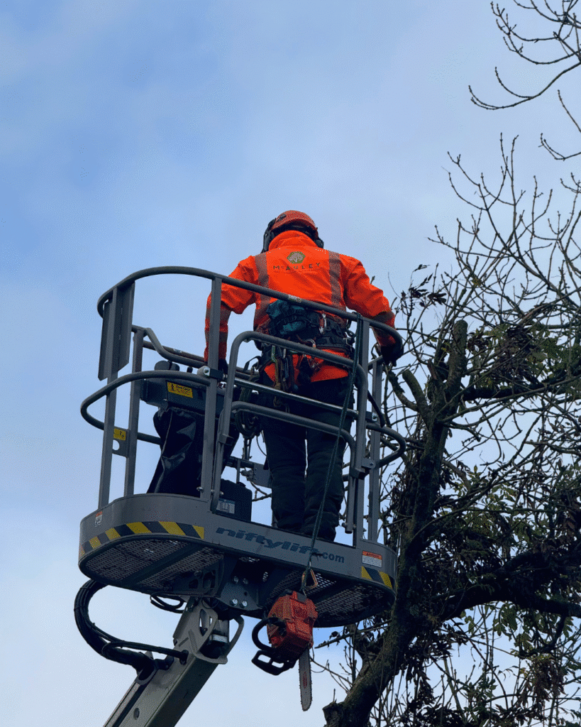 Uncover Hidden Costs of Tree Removal Services in Belfast 3