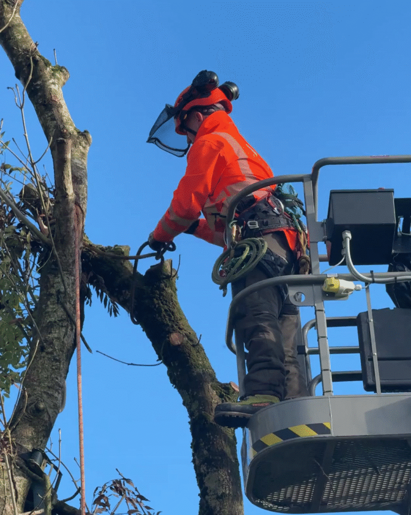 tree remove
