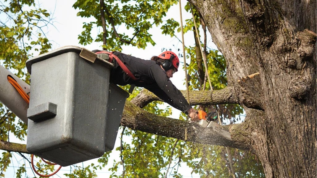 Belfast Tree Surgeons