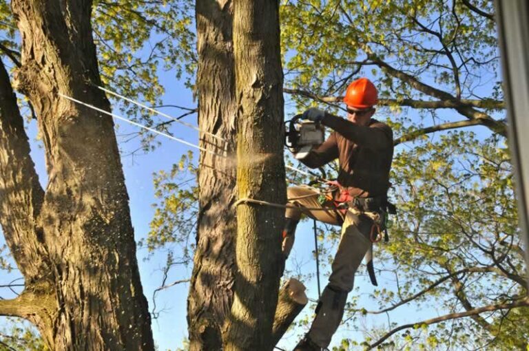 best tree surgeon Belfast