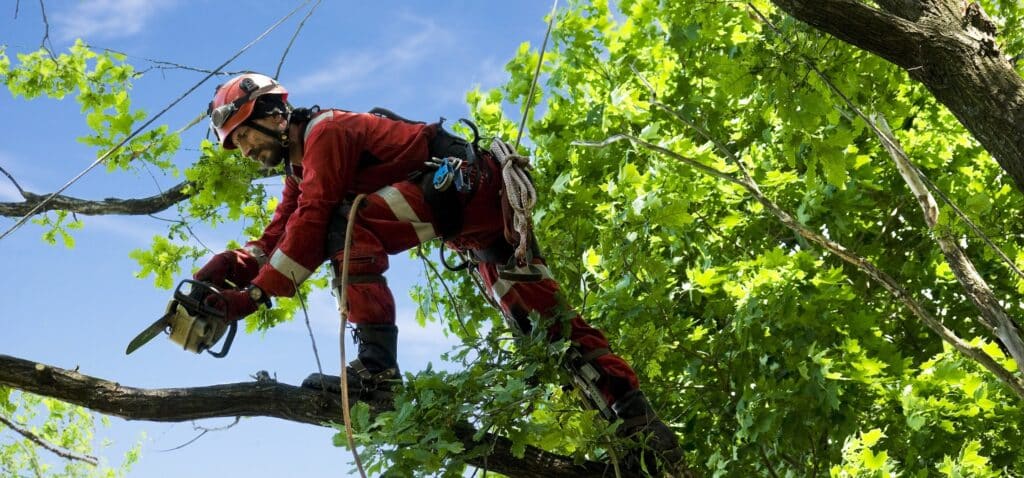 commercial tree surgeons Belfast