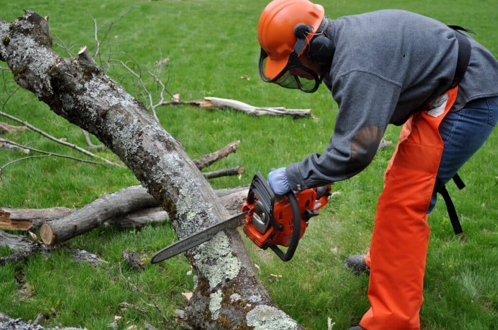tree removal Belfast