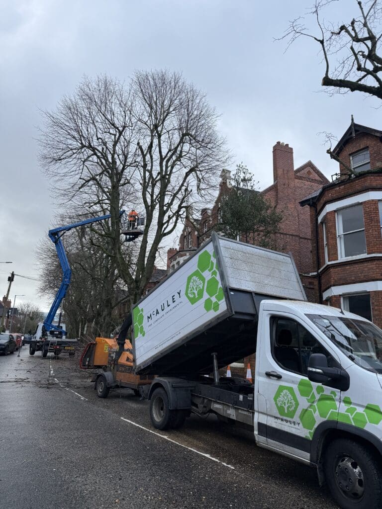 commercial tree surgeon belfast