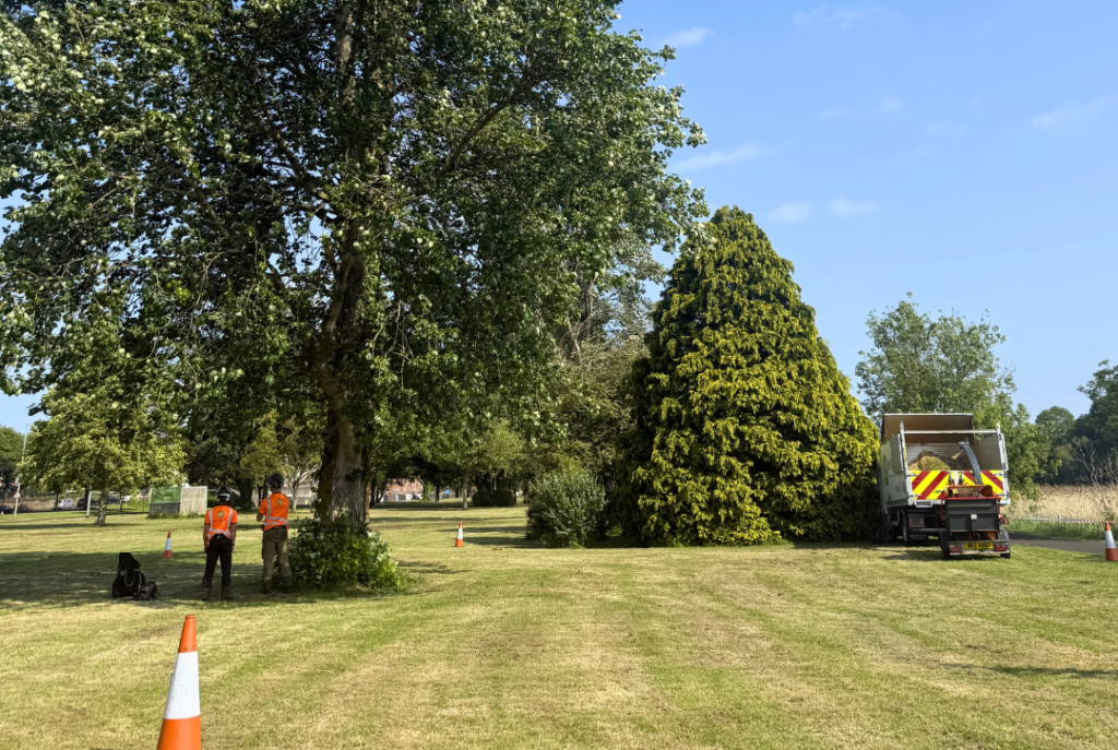 commercial tree surgery