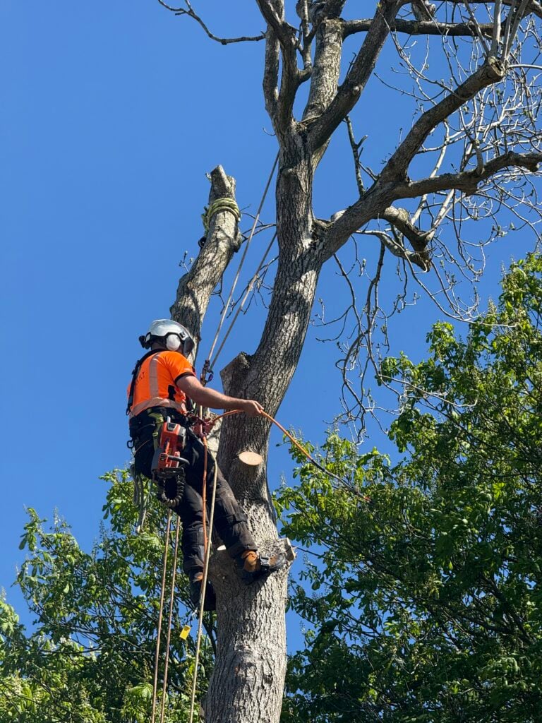 tree surgeons portstewart