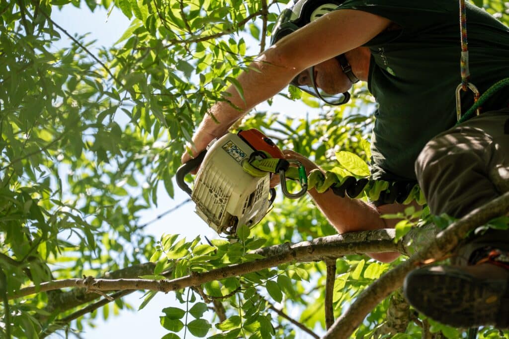 best tree surgeons northern ireland
