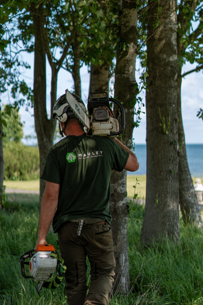 tree surgeons belfast