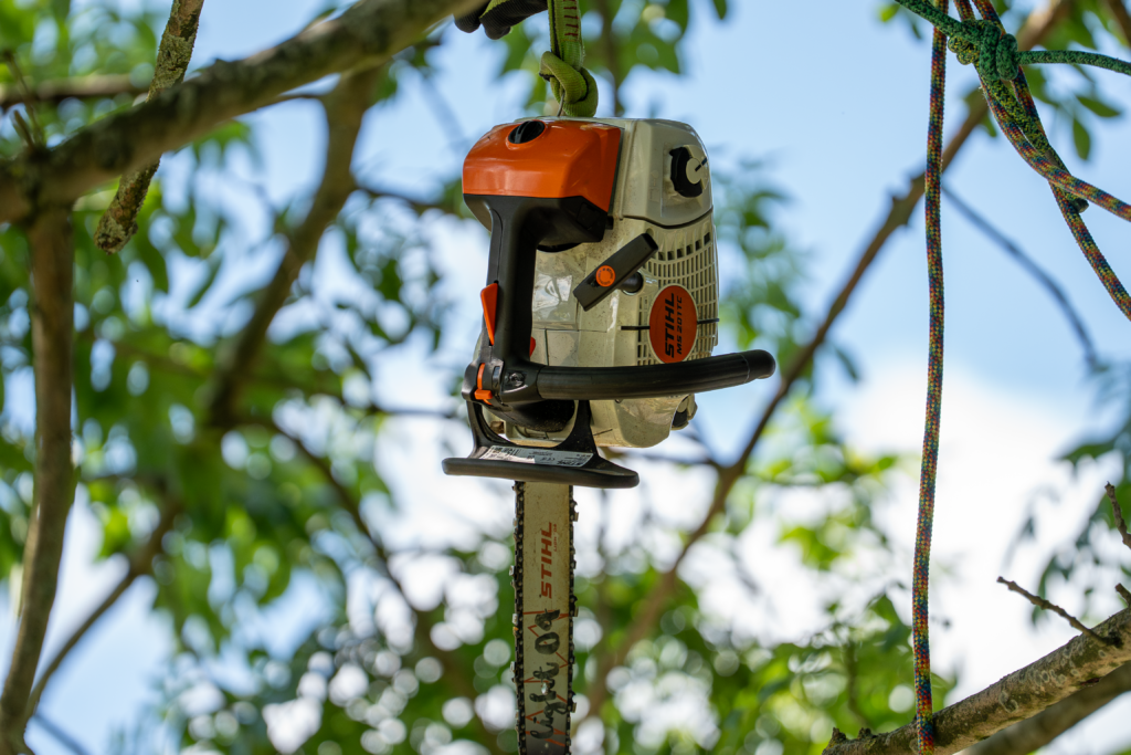 should you hire a tree surgeon
